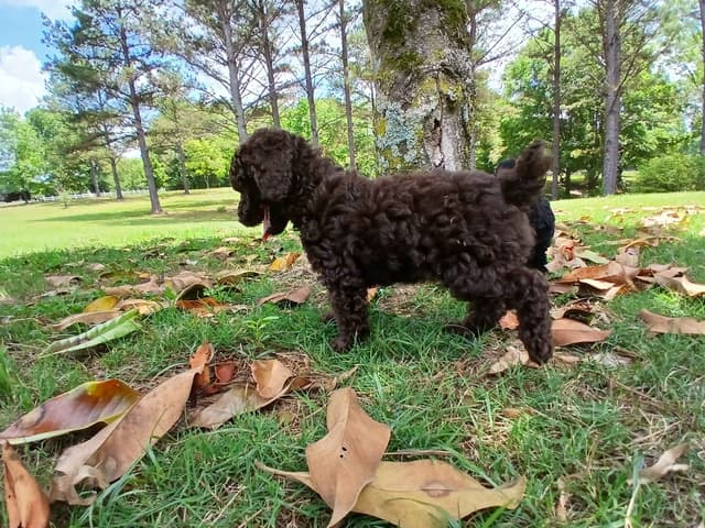 Poodle Puppies media 7