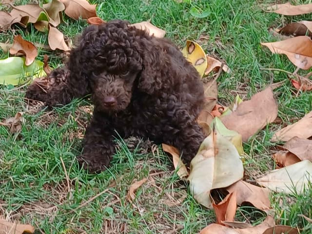 Poodle Puppies media 8