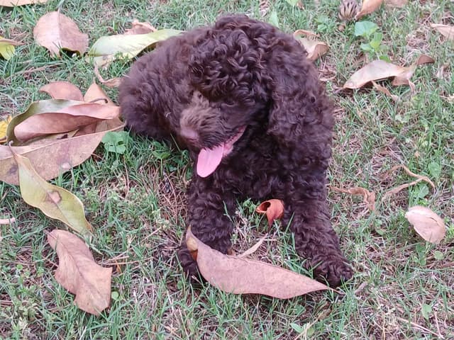 Poodle Puppies media 9