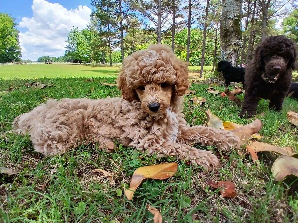 Poodle Puppies breeder image 1