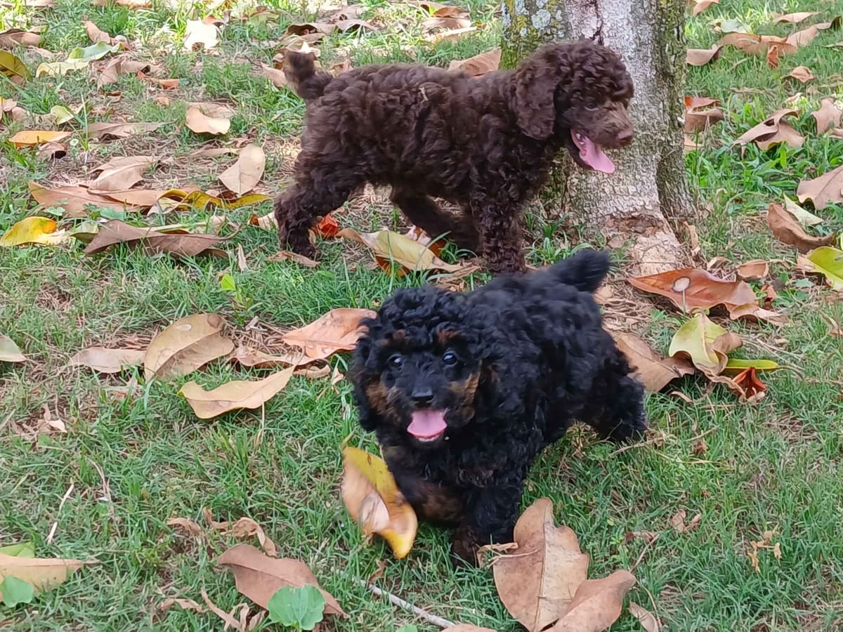 Poodle Puppies breeder image 4