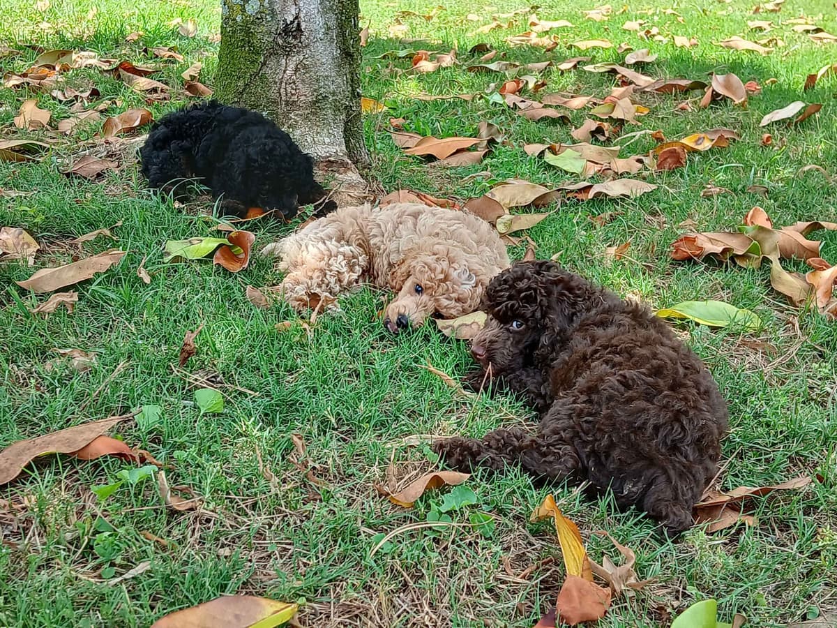 Poodle Puppies breeder image 5