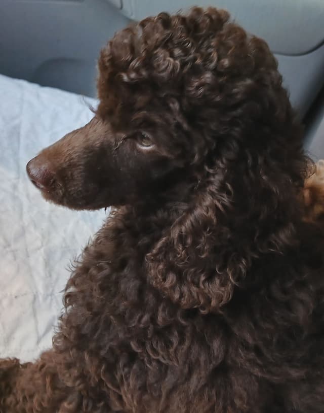 Poodle Puppies media 10