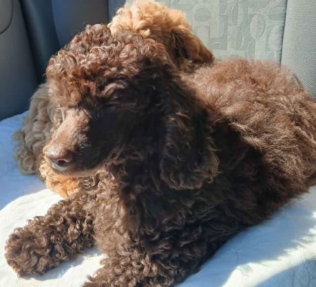Poodle Puppies media 11