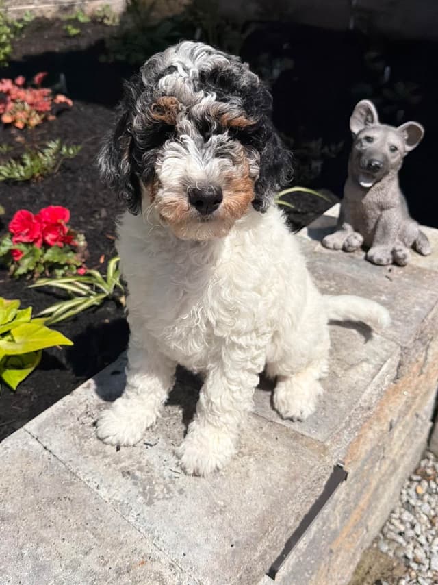 Poodle Puppies media 3