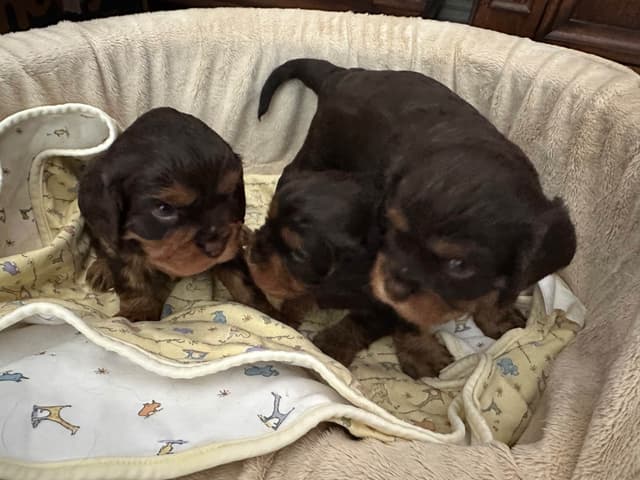 Cavalier King Charles Spaniel Puppies media 6