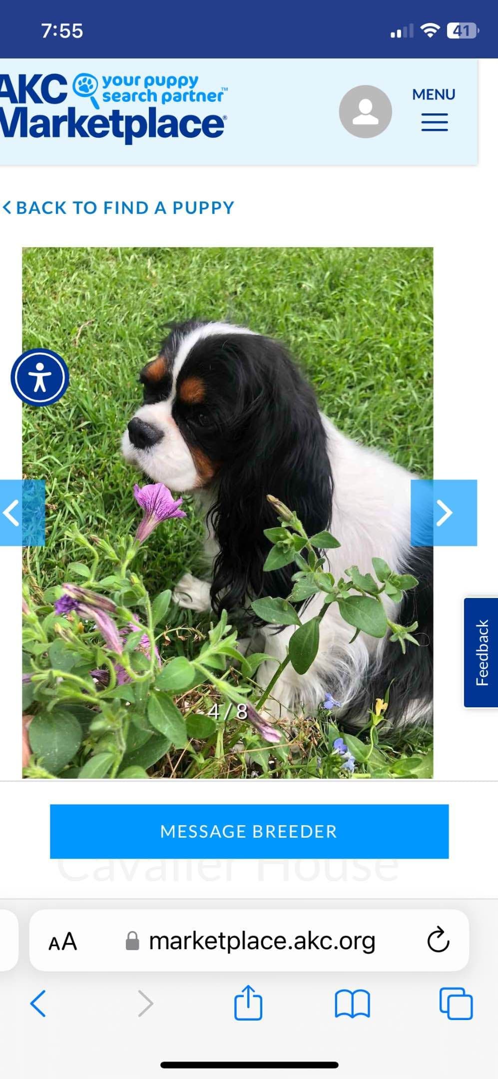 Cavalier King Charles Spaniel Puppies breeder image 9