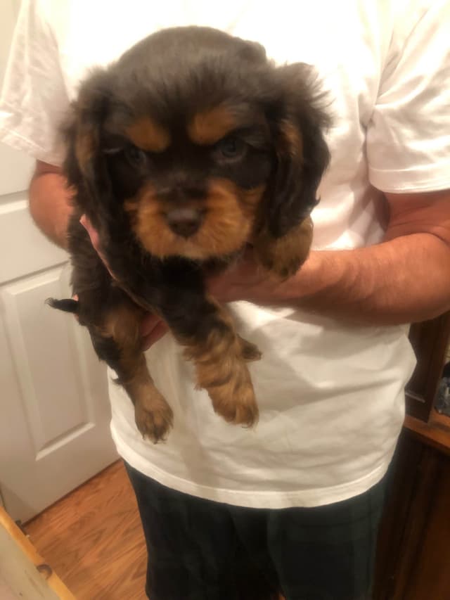 Cavalier King Charles Spaniel Puppies media 4