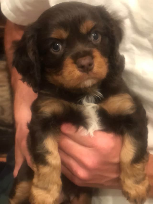 Cavalier King Charles Spaniel Puppies media 2