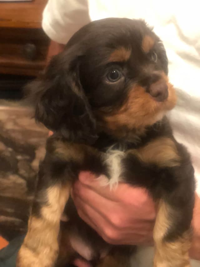 Cavalier King Charles Spaniel Puppies media 3