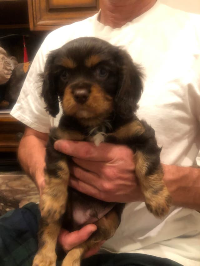 Cavalier King Charles Spaniel Puppies media 8
