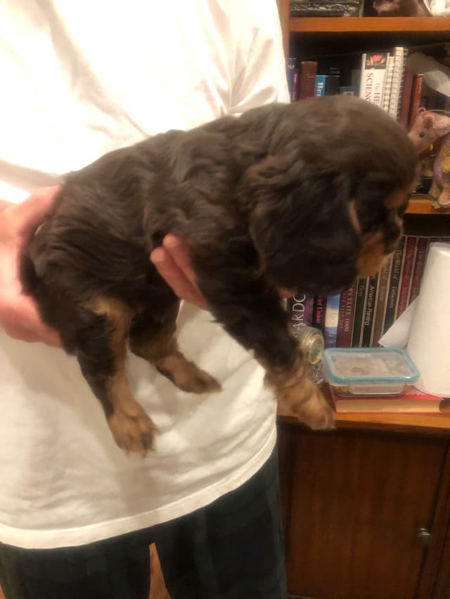 Cavalier King Charles Spaniel Puppies media 9