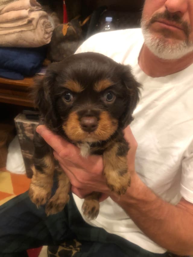 Cavalier King Charles Spaniel Puppies media 7
