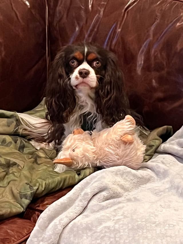 Cavalier King Charles Spaniel Puppies media 11
