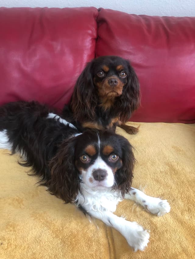 Cavalier King Charles Spaniel Puppies media 13
