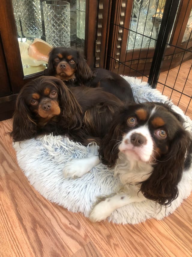 Cavalier King Charles Spaniel Puppies media 14