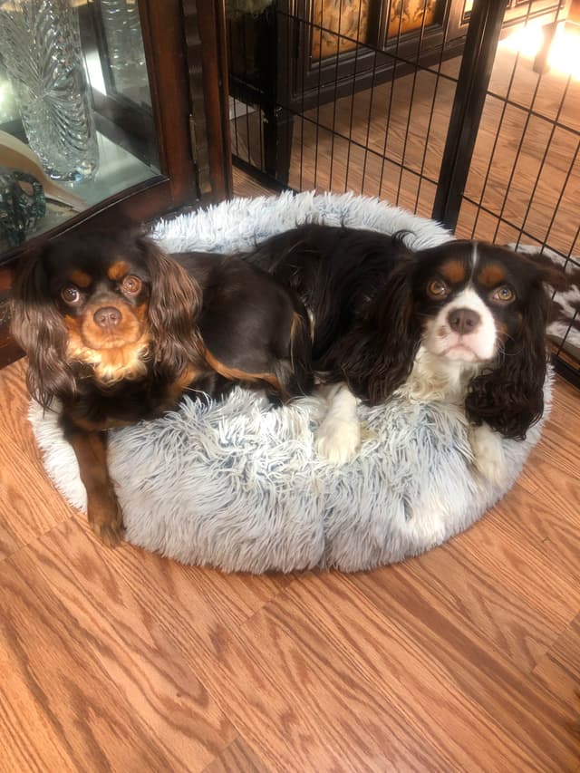 Cavalier King Charles Spaniel Puppies media 16