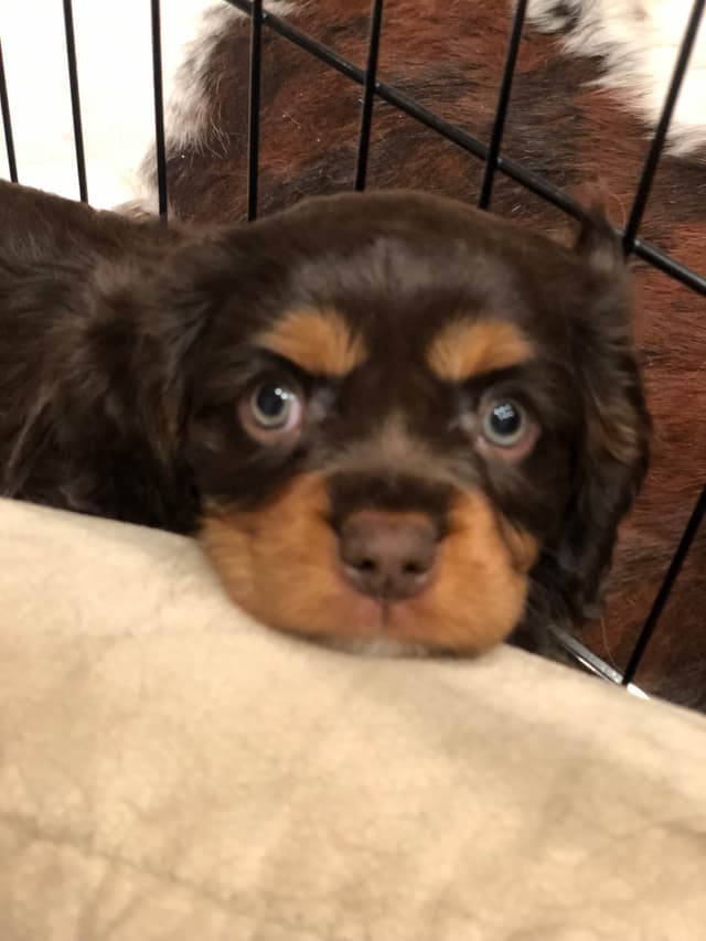 Cavalier King Charles Spaniel Puppies media 17