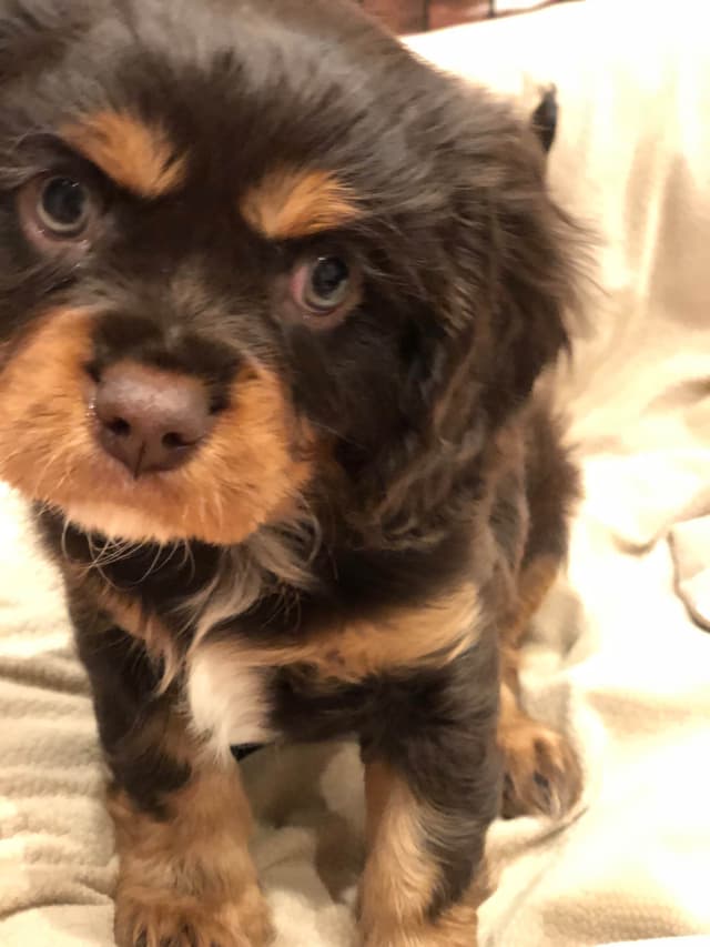 Cavalier King Charles Spaniel Puppies media 18