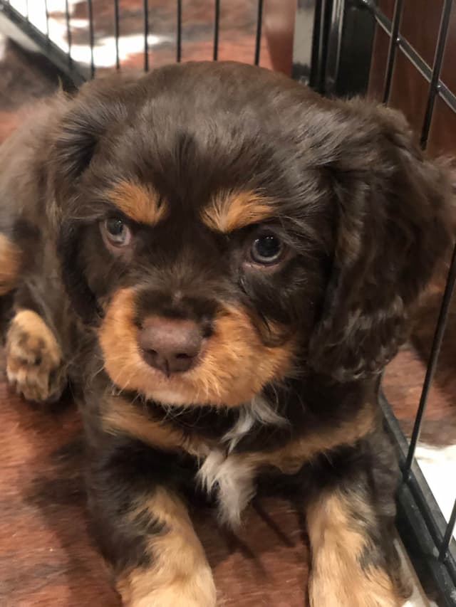 Cavalier King Charles Spaniel Puppies media 22