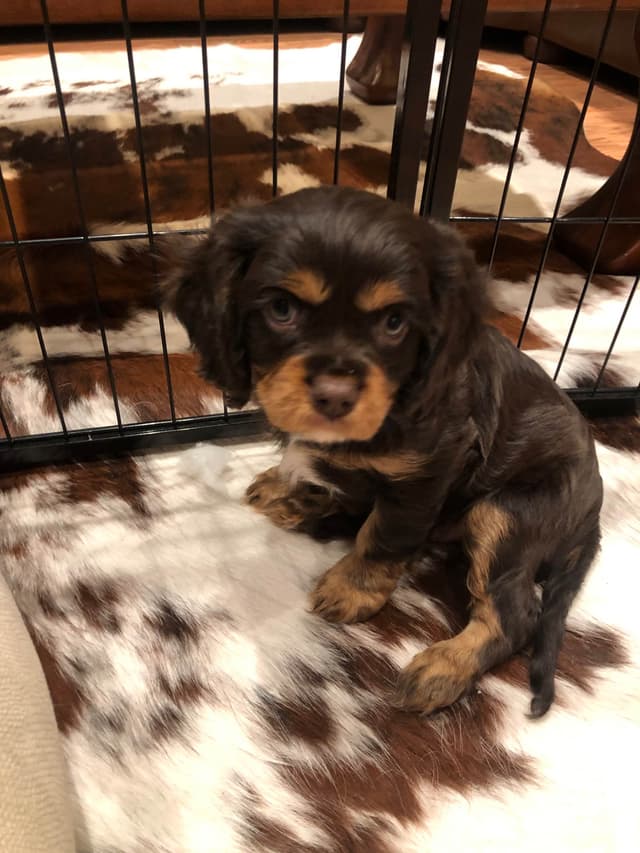 Cavalier King Charles Spaniel Puppies media 20