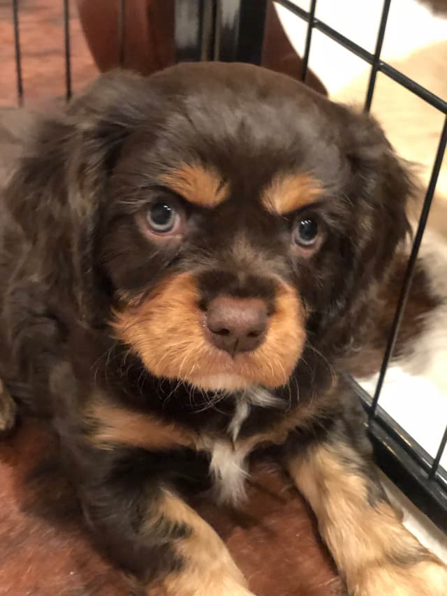 Cavalier King Charles Spaniel Puppies media 21