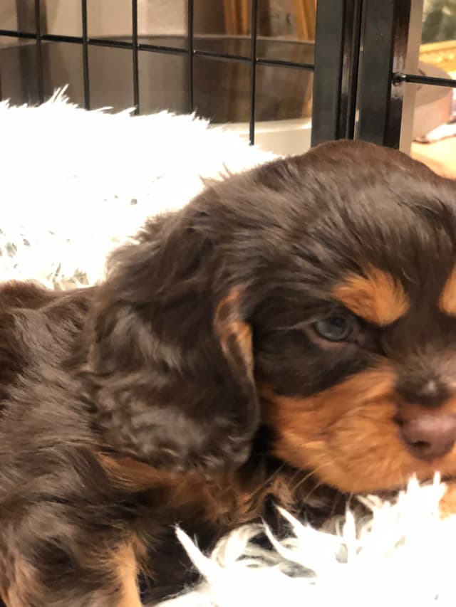 Cavalier King Charles Spaniel Puppies media 23
