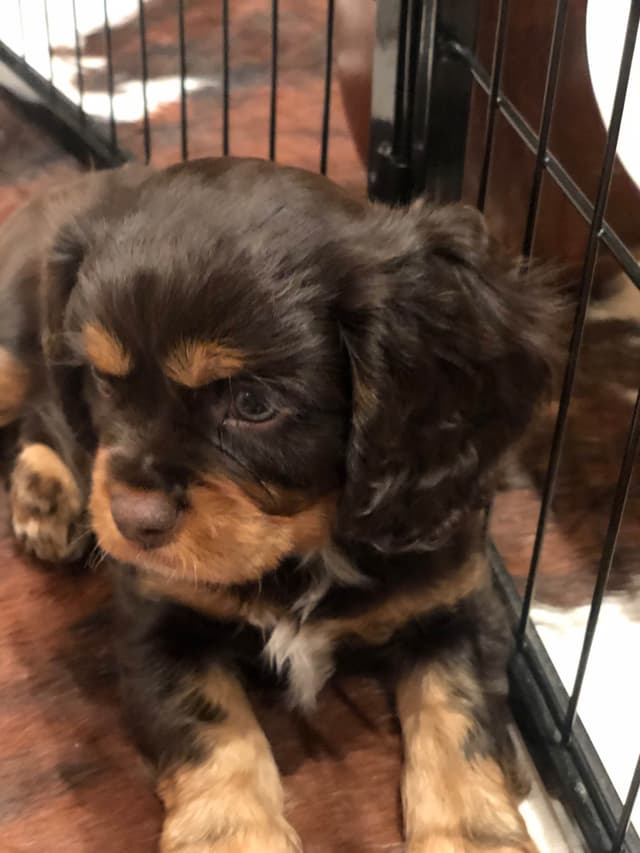 Cavalier King Charles Spaniel Puppies media 24