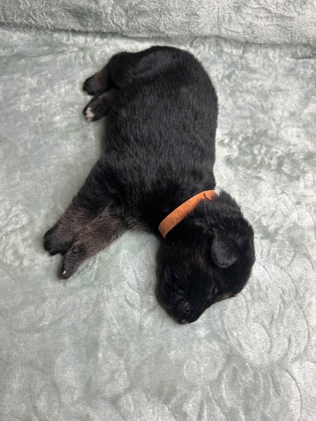 German Shepherd Dog Puppies media 4