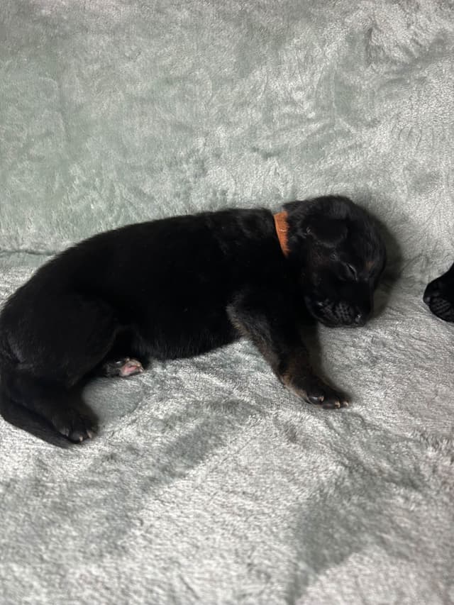 German Shepherd Dog Puppies media 2