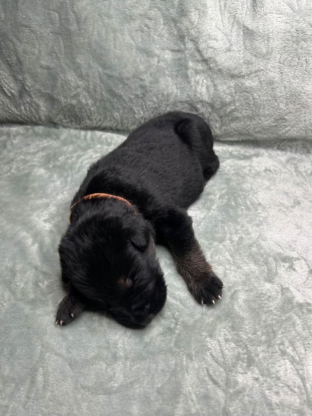 German Shepherd Dog Puppies media 3