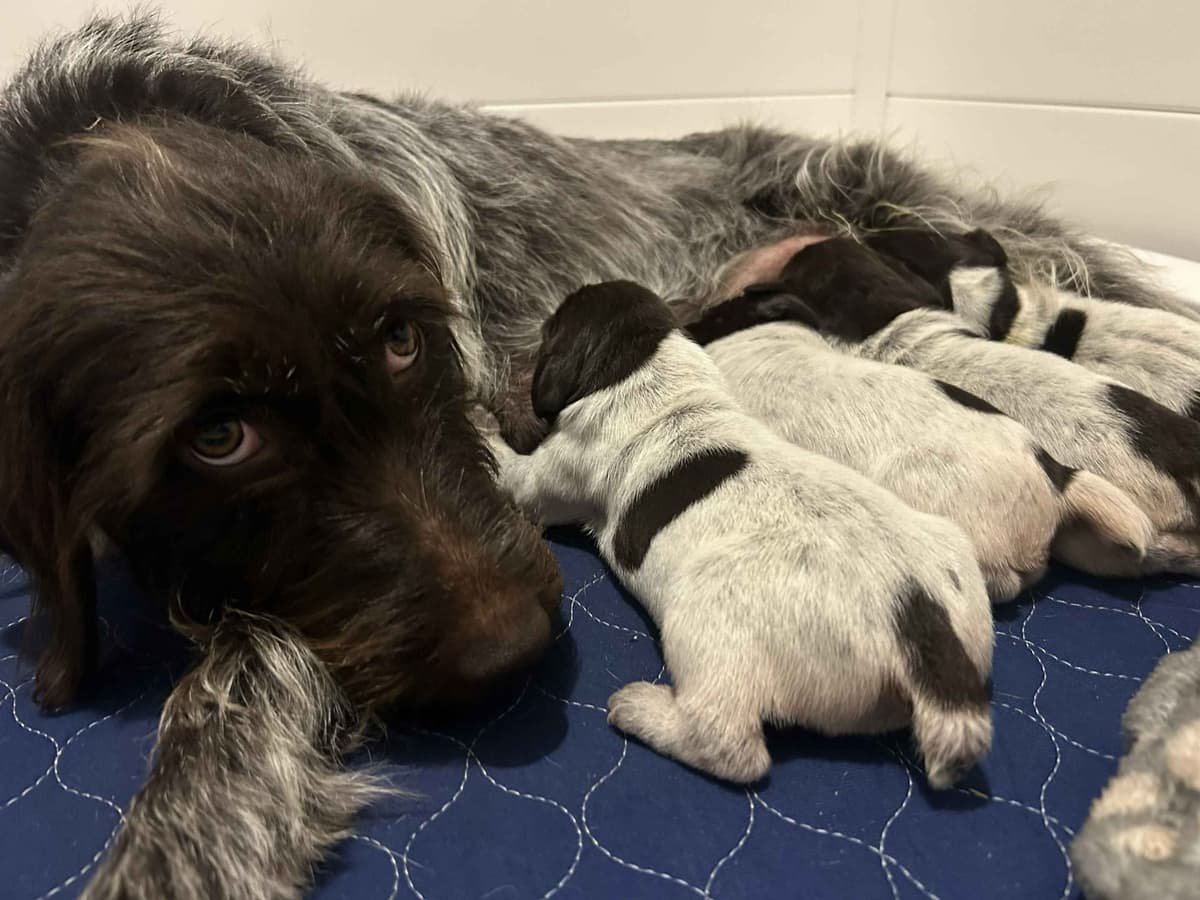 Peak View Griffons Puppies breeder image 1
