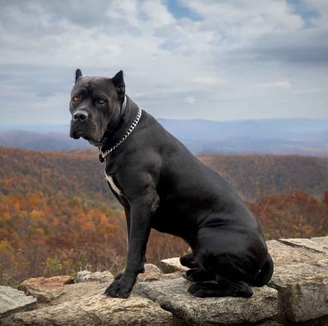 Cane Corso Puppies media 2