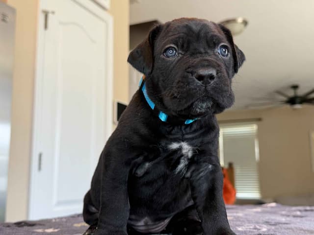 Cane Corso Puppies media 3
