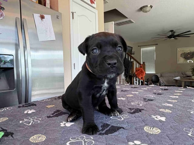 Cane Corso Puppies media 4