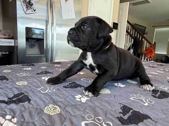 Cane Corso Puppies media 5