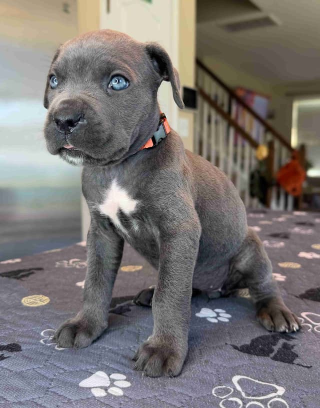 Cane Corso Puppies media 6