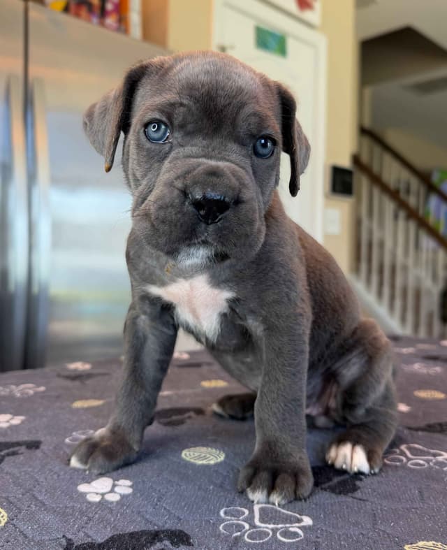 Cane Corso Puppies media 7