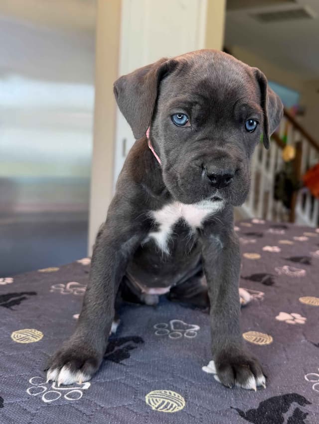 Cane Corso Puppies media 9
