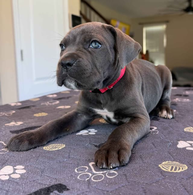 Cane Corso Puppies media 8