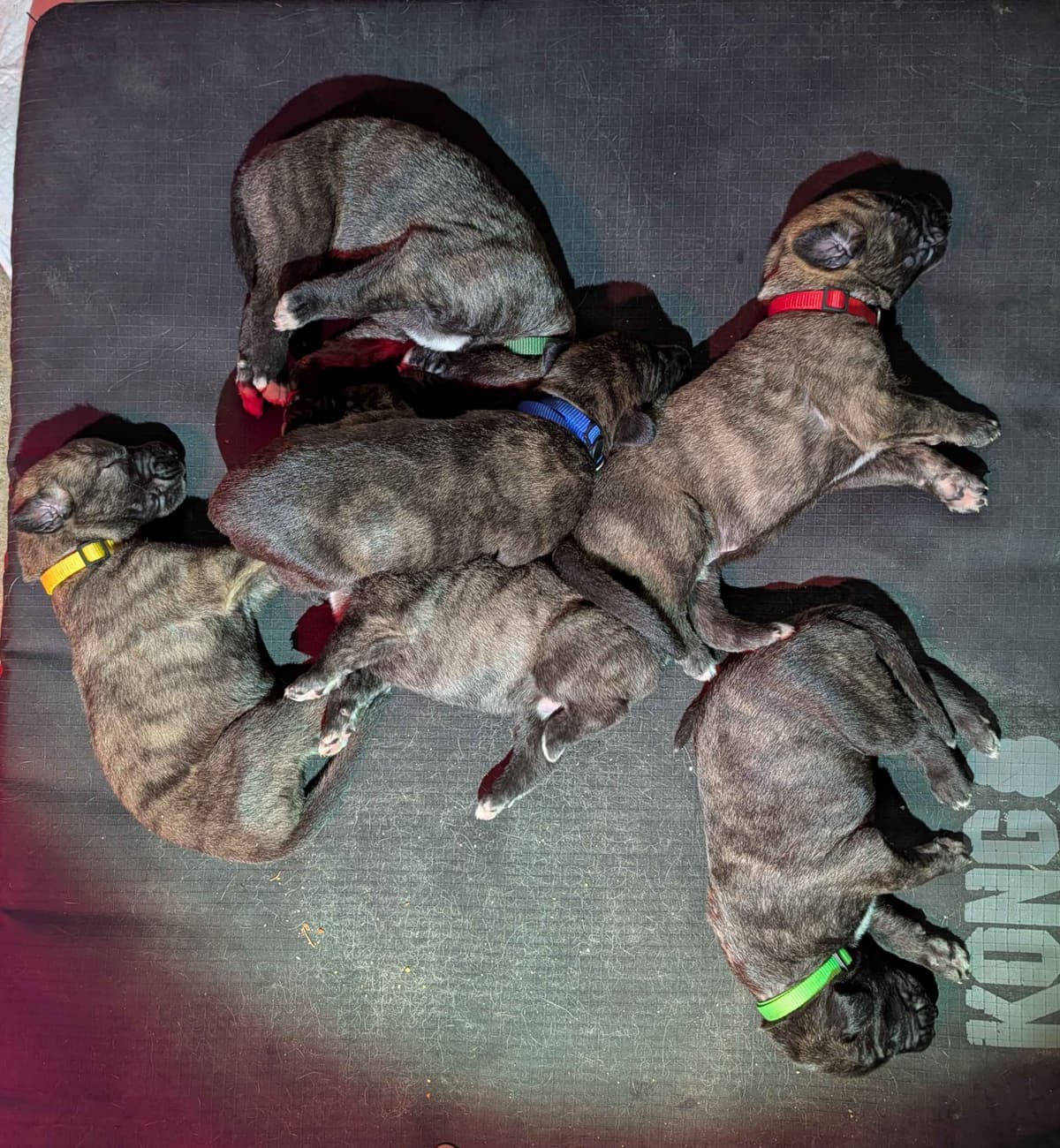 Irish Wolfhound Puppies breeder image 1