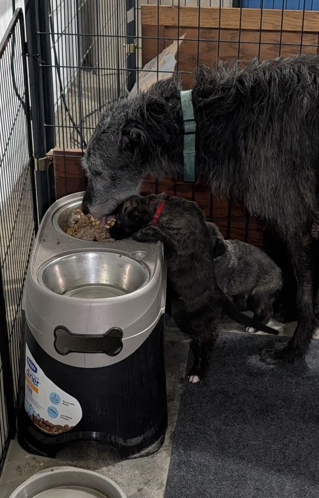 Irish Wolfhound Puppies media 2