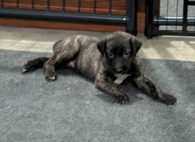 Irish Wolfhound Puppies media 3