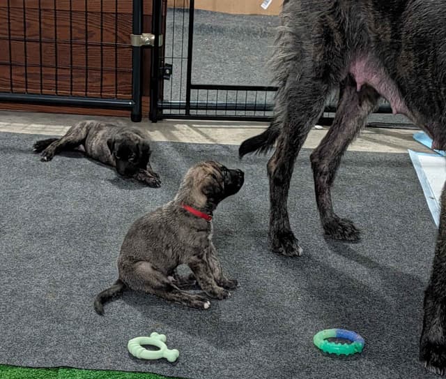 Irish Wolfhound Puppies media 4