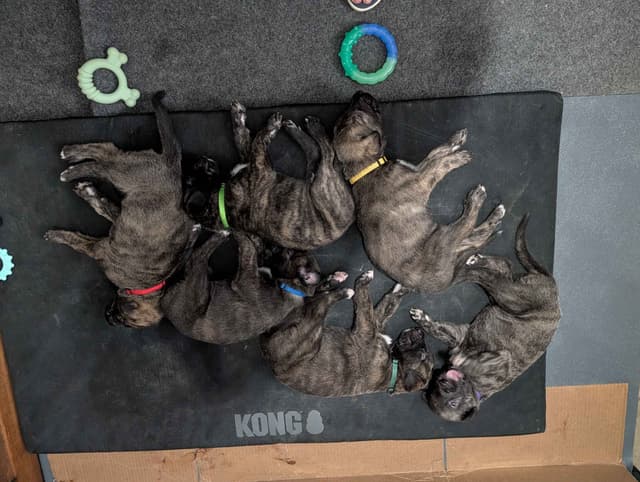 Irish Wolfhound Puppies media 5