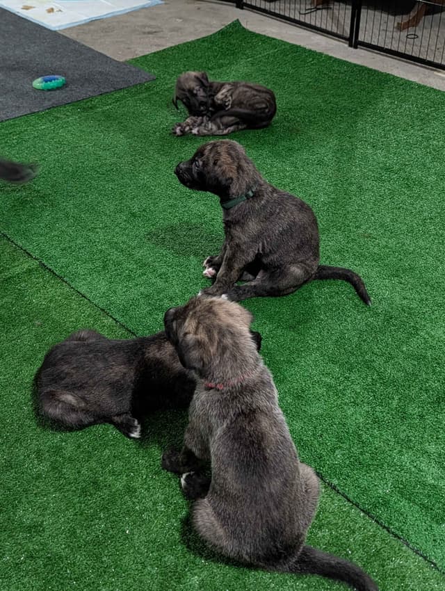 Irish Wolfhound Puppies media 6