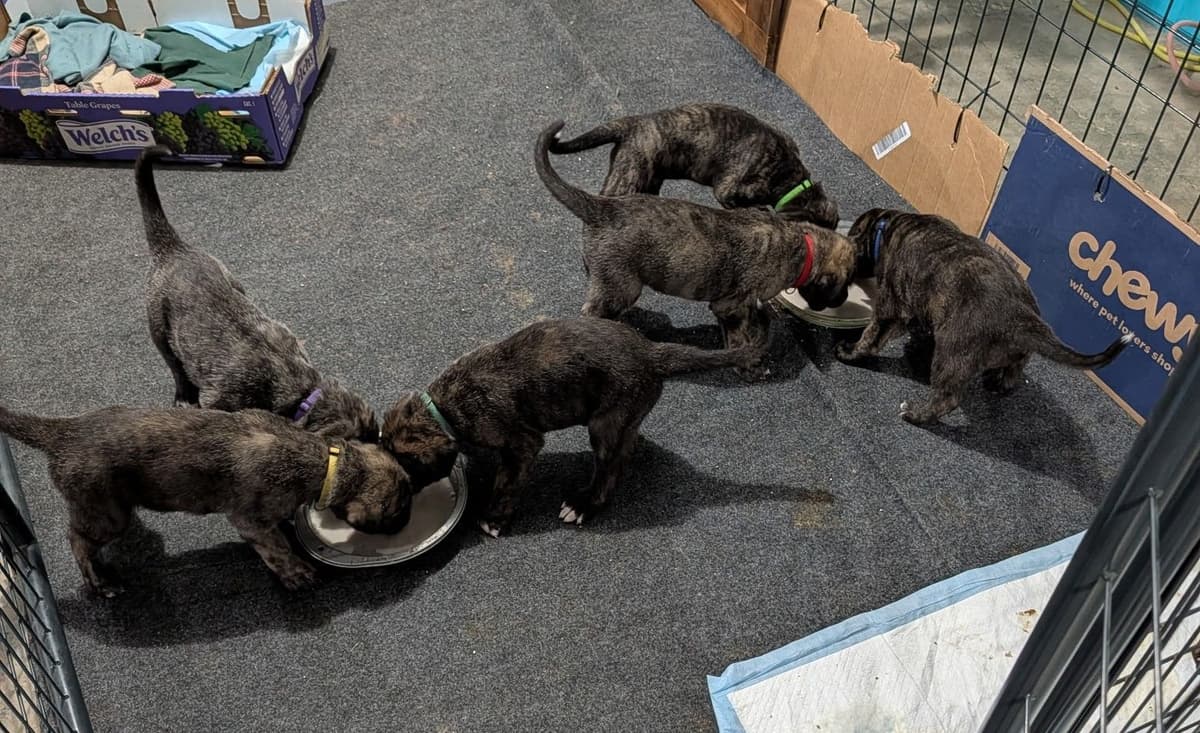 Irish Wolfhound Puppies breeder image 2