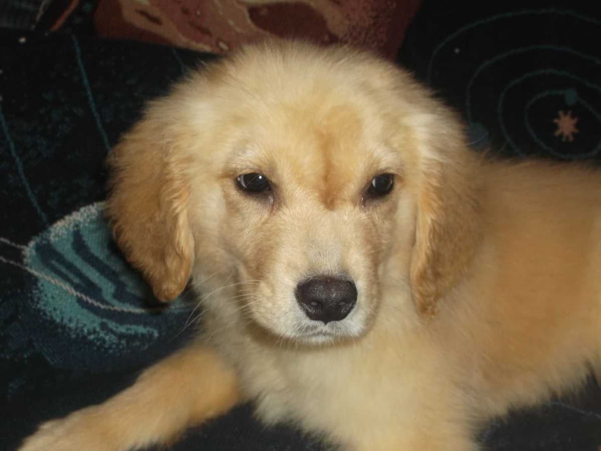 Toy Poodle Puppies Available NOW breeder image 1