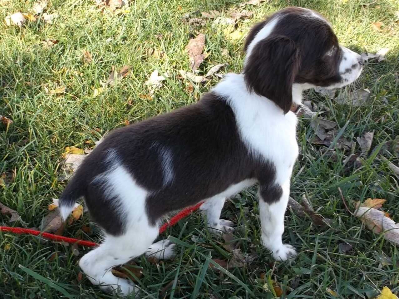 Toy Poodle Puppies Available NOW breeder image 5