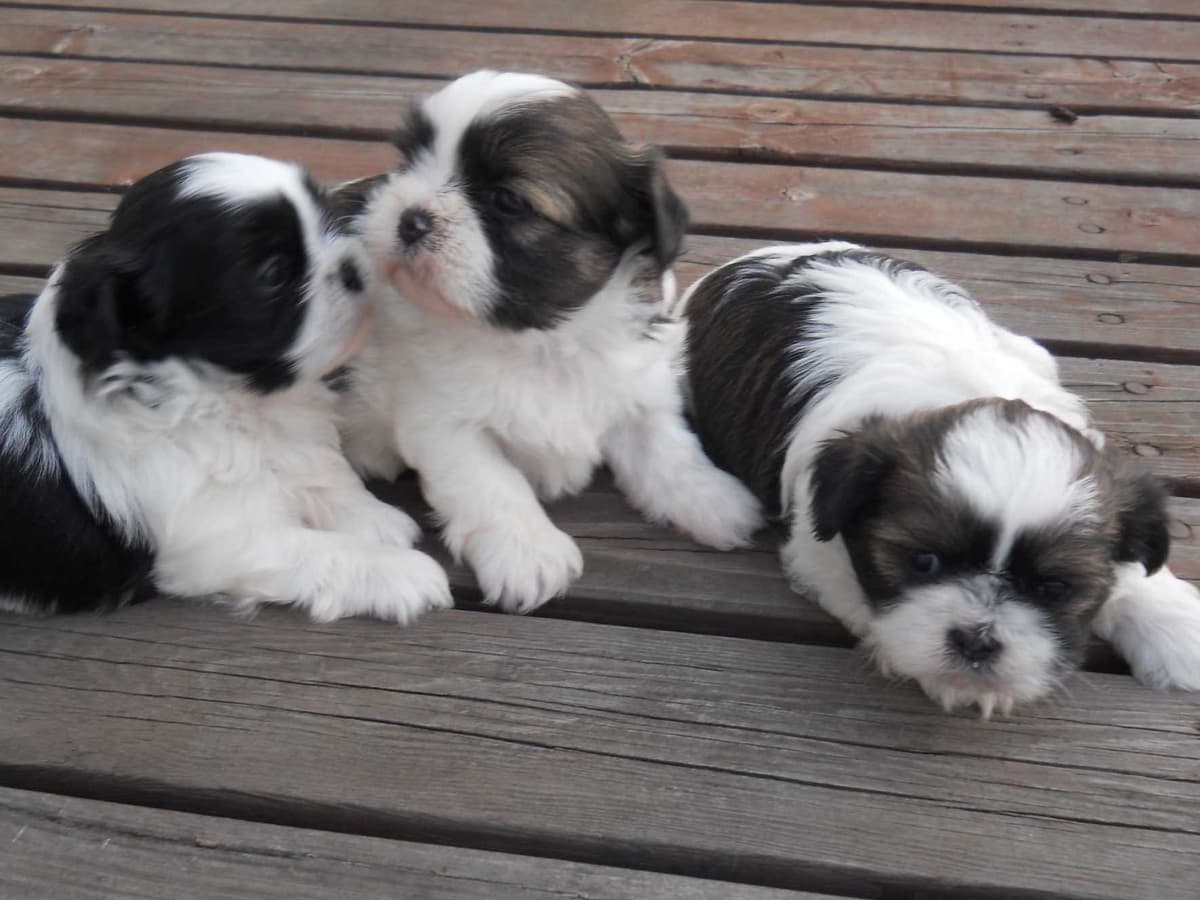 Toy Poodle Puppies Available NOW breeder image 6